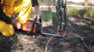 How Our Tree Care Process Works  in  Waynesboro, TN