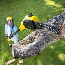 Best Lawn Maintenance Plans  in Waynesboro, TN