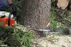 Trusted Waynesboro, TN Tree Removal Experts