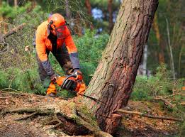 Best Lot and Land Clearing  in Waynesboro, TN
