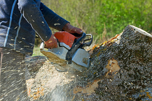 Best Organic Lawn Care Solutions  in Waynesboro, TN