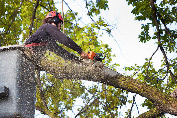 Best Tree Mulching  in Waynesboro, TN