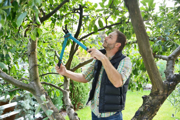 Best Tree Maintenance Programs  in Waynesboro, TN